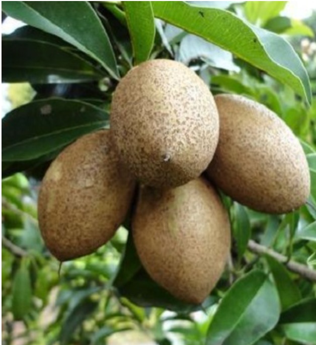 Kalipatti Chiku Plant